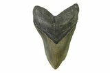 Serrated, Fossil Megalodon Tooth - North Carolina #338590-1